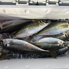 3月18日（水）午後便・アジ釣りの写真その3