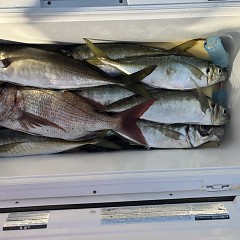 3月18日（水）午後便・アジ釣りの写真その4