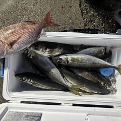 3月18日（水）午後便・アジ釣りの写真その5
