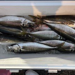 3月18日（水）午後便・アジ釣りの写真その6