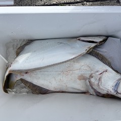 3月20日（金）午前便・泳がせ釣りの写真その6