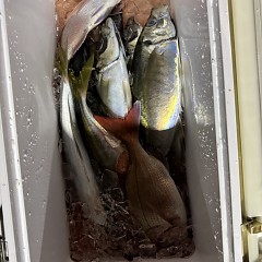 3月20日(金)午後便・アジ釣りの写真その12