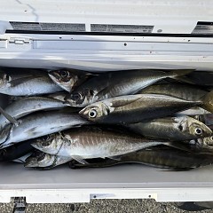 3月21日（土）午後便・アジ釣りの写真その11