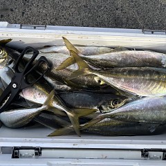 3月21日（土）午後便・アジ釣りの写真その12