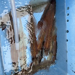 3月 22日（日）ヤリイカ釣りの写真その10