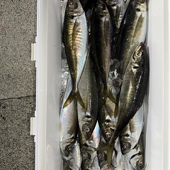 3月22日（日）午後便・アジ釣りの写真その6