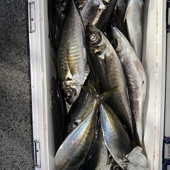 3月22日（日）午後便・アジ釣りの写真その7