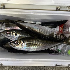 3月22日（日）午後便・アジ釣りの写真その10