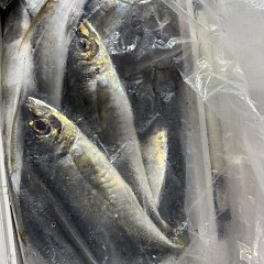 3月22日（日）午後便・アジ釣りの写真その11