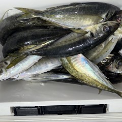 3月 23日（月）午後便・アジ釣りの写真その3