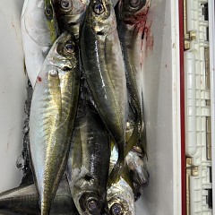 3月 23日（月）午後便・アジ釣りの写真その5