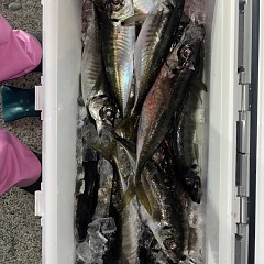 3月 23日（月）午後便・アジ釣りの写真その7