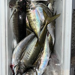 3月 23日（月）午後便・アジ釣りの写真その8