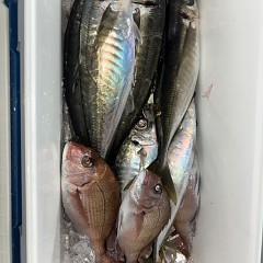 3月 23日（月）午後便・アジ釣りの写真その9