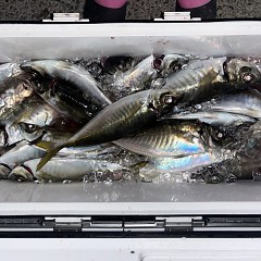 3月 23日（月）午後便・アジ釣りの写真その10