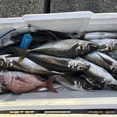 3月24日（火）午後便・アジ釣りの写真その3