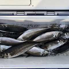 3月24日（火）午後便・アジ釣りの写真その4