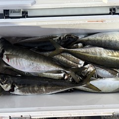 3月24日（火）午後便・アジ釣りの写真その5