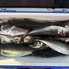 3月24日（火）午後便・アジ釣りの写真その6