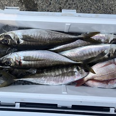 3月24日（火）午後便・アジ釣りの写真その7