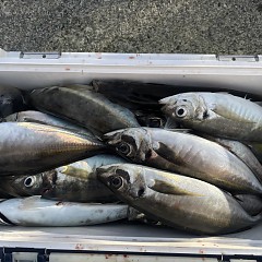 3月24日（火）午後便・アジ釣りの写真その9