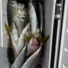3月 24日（火）午前便・アジ釣りの写真その5