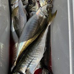 3月 24日（火）午前便・アジ釣りの写真その6