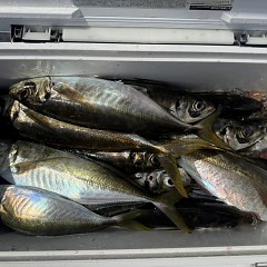 3月 24日（火）午前便・アジ釣りの写真その7
