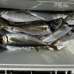 3月 24日（火）午前便・アジ釣りの写真その8