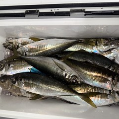 3月 27日（金）午後便・アジ釣りの写真その8