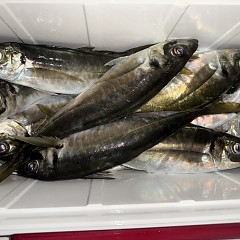 3月 27日（金）午後便・アジ釣りの写真その9