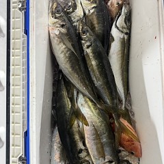 3月 27日（金）午後便・アジ釣りの写真その11