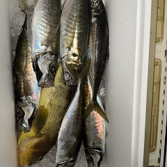 3月 27日（金）午後便・アジ釣りの写真その12