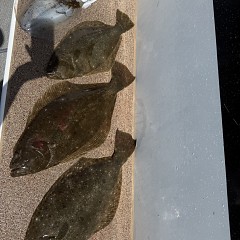 3月 27日（金）午前便・泳がせ釣りの写真その3