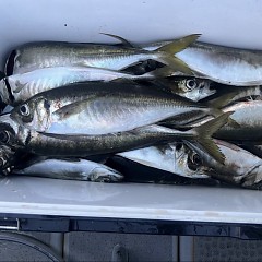 3月 28日(土)午前便・アジ釣りの写真その8