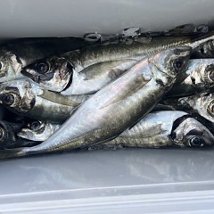 3月 28日(土)午前便・アジ釣りの写真その10