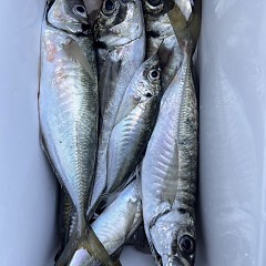 3月 28日(土)午前便・アジ釣りの写真その11