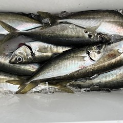 3月 28日(土)午前便・アジ釣りの写真その12