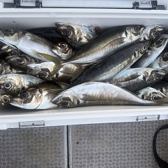 3月 28日（土）午後便・アジ釣りの写真その6