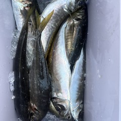 3月 28日（土）午後便・アジ釣りの写真その7