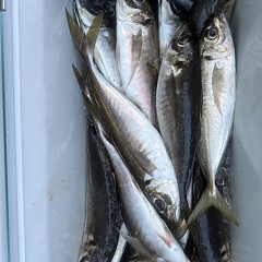 3月 28日（土）午後便・アジ釣りの写真その8