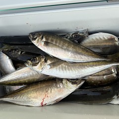 3月 28日（土）午後便・アジ釣りの写真その10