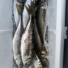 3月 28日（土）午後便・アジ釣りの写真その11