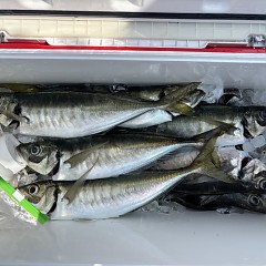 3月28日(土)午前便・アジ釣りの写真その5