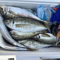 3月28日(土)午前便・アジ釣りの写真その7