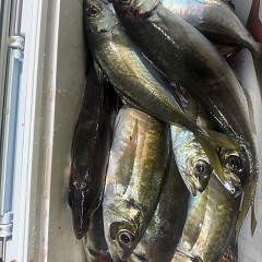 3月 29日（日）午後アジ釣りの写真その6