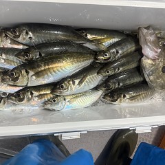 3月 29日（日）午後アジ釣りの写真その7