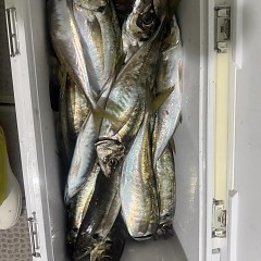 3月 29日（日）午後アジ釣りの写真その8