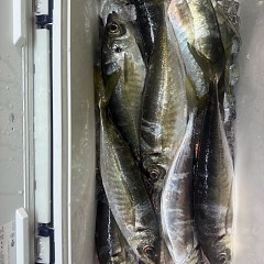 3月 29日（日）午後アジ釣りの写真その9