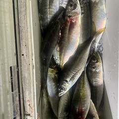 3月 29日（日）午後アジ釣りの写真その10